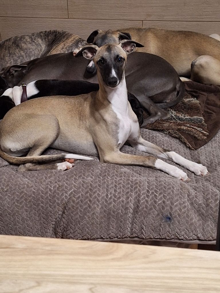 of verywhip - Chiot disponible  - Whippet