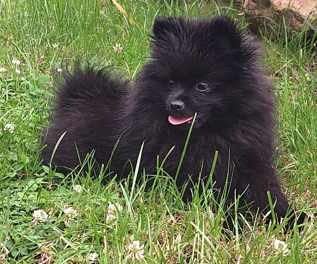 of verywhip - Chiot disponible  - Spitz allemand