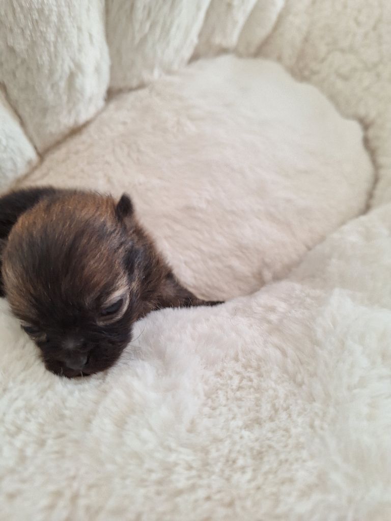 of verywhip - Chiot disponible  - Spitz allemand