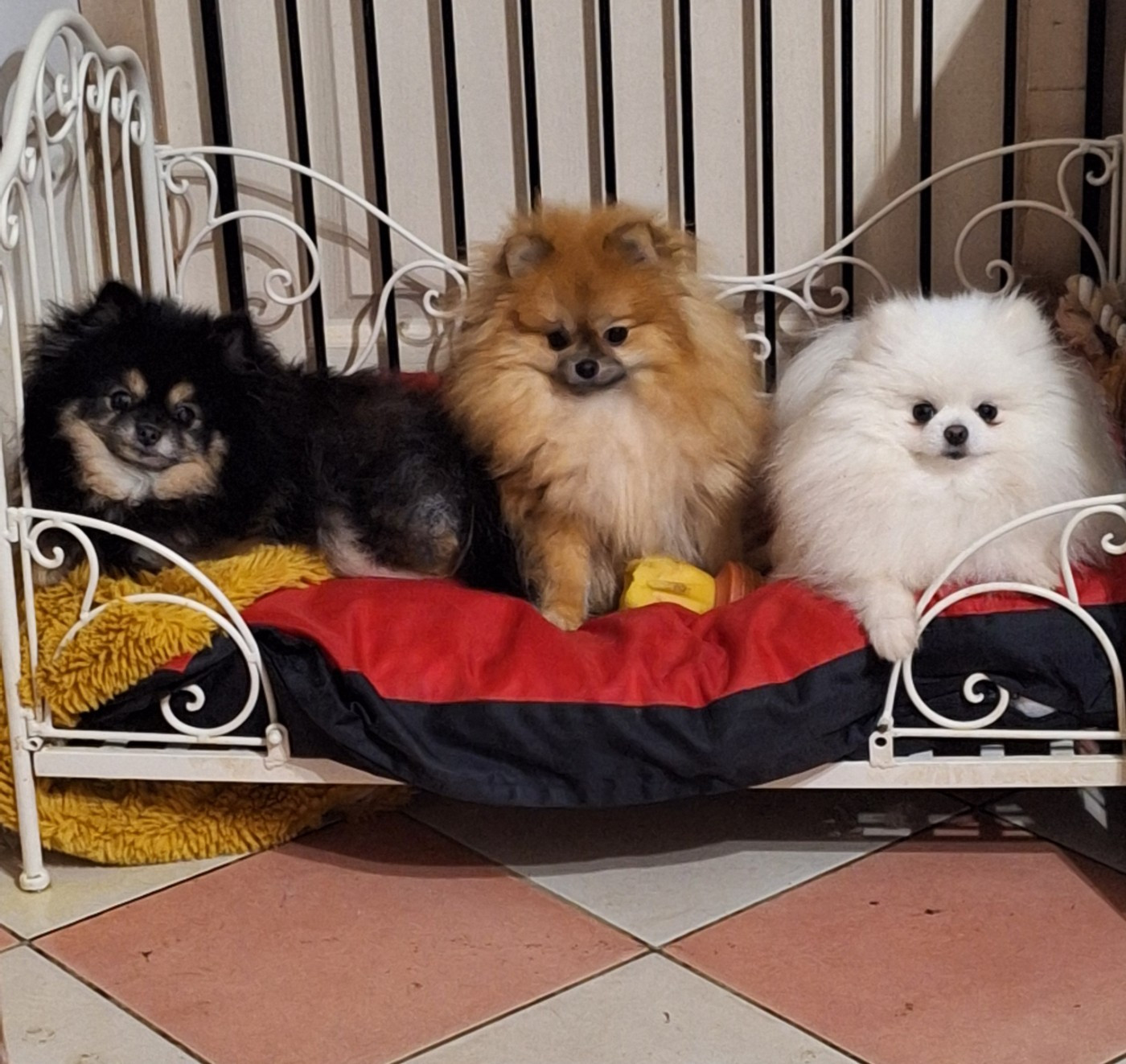 Elevage Fairy face of verywhip