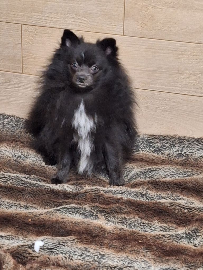 Spitz allemand bleu adulte disponible
