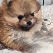 of verywhip - Chiots disponibles - Spitz allemand