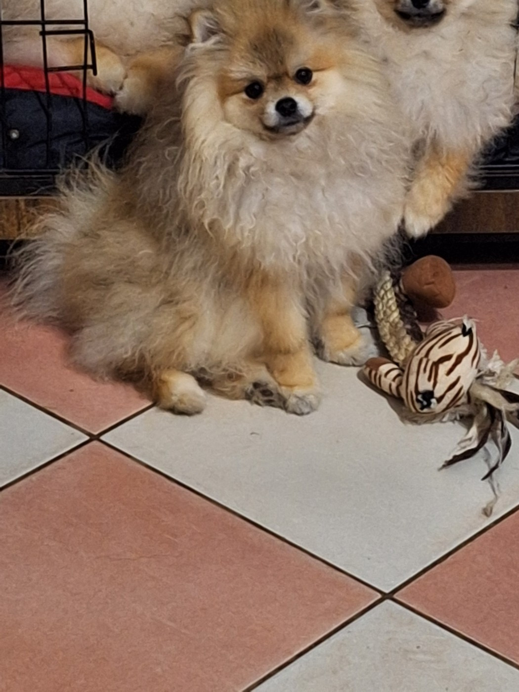 of verywhip - Chiots disponibles - Spitz allemand