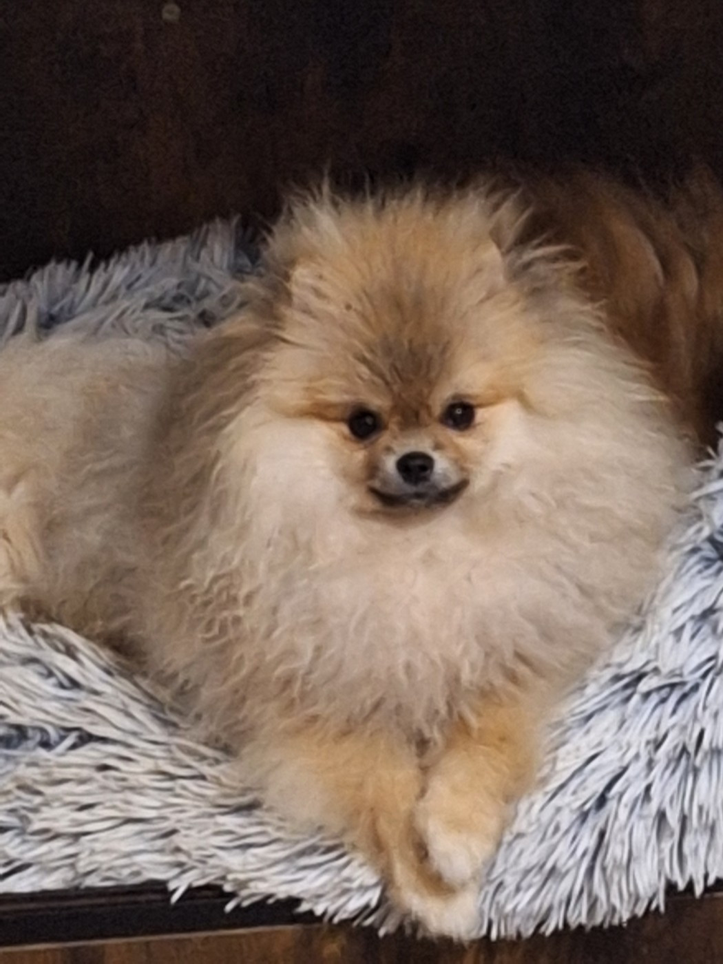 of verywhip - Chiots disponibles - Spitz allemand