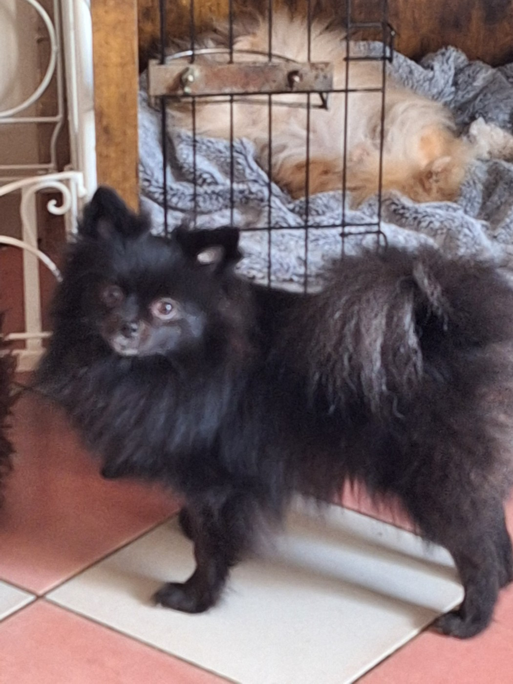 of verywhip - Chiots disponibles - Spitz allemand