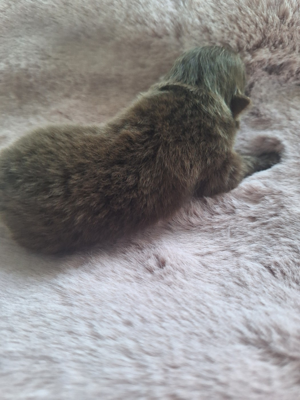 of verywhip - Chiots disponibles - Spitz allemand
