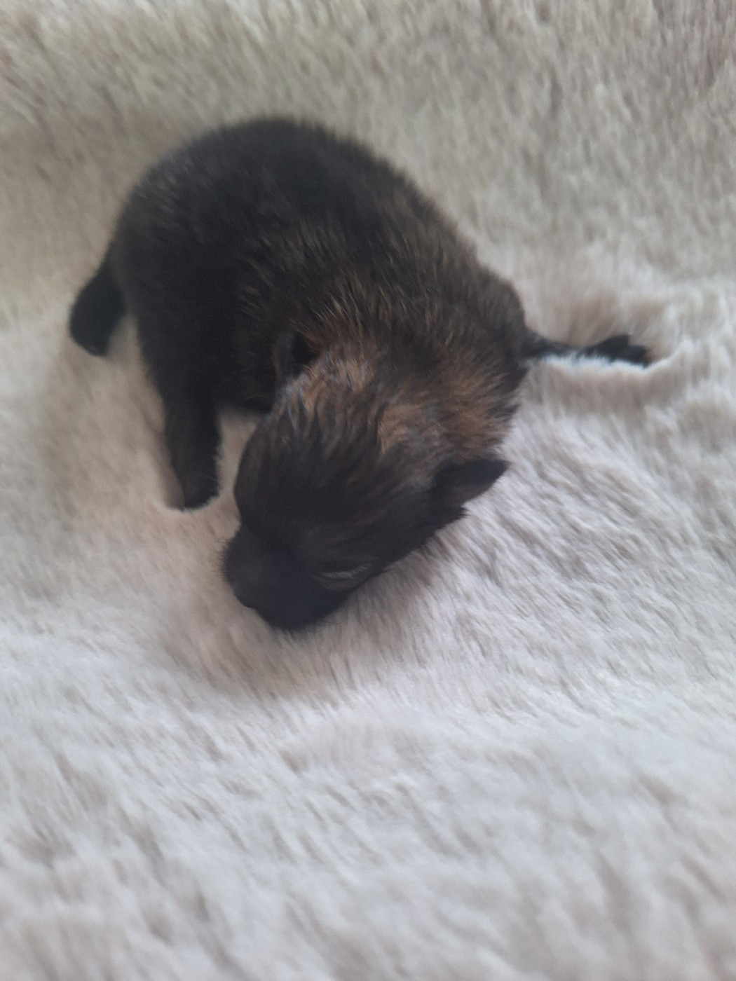 of verywhip - Chiots disponibles - Spitz allemand