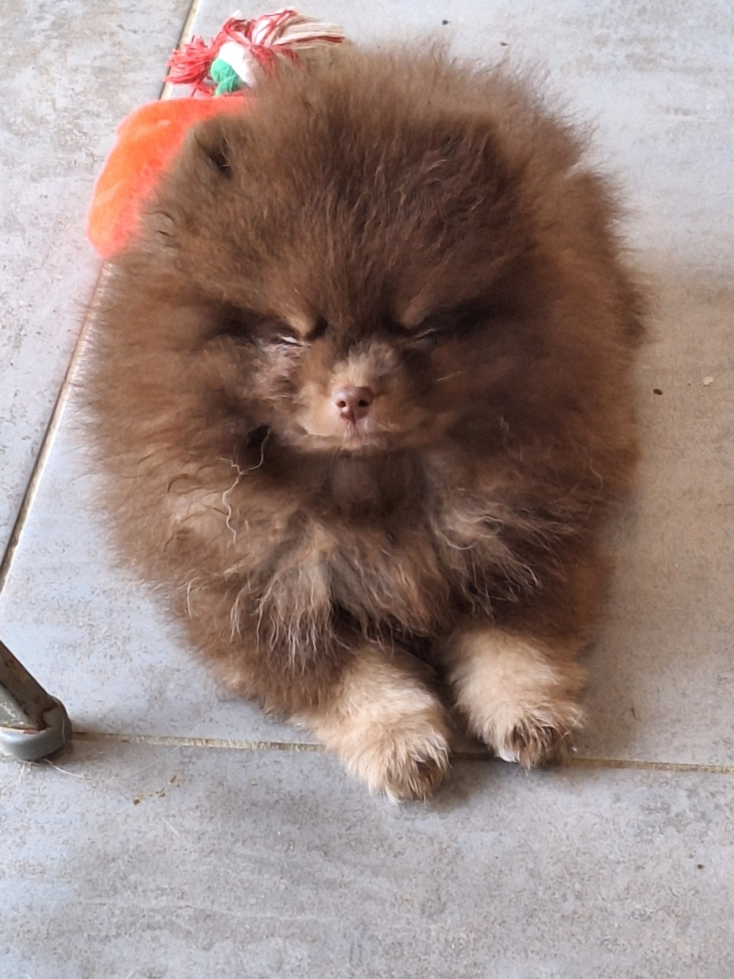 of verywhip - Chiots disponibles - Spitz allemand