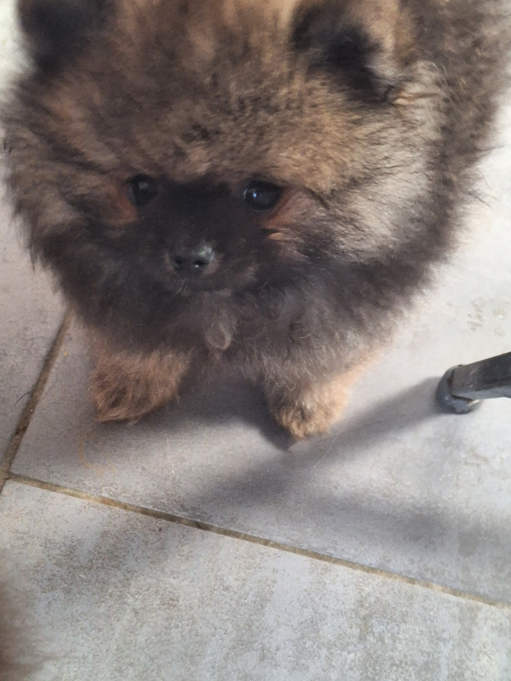 of verywhip - Chiots disponibles - Spitz allemand