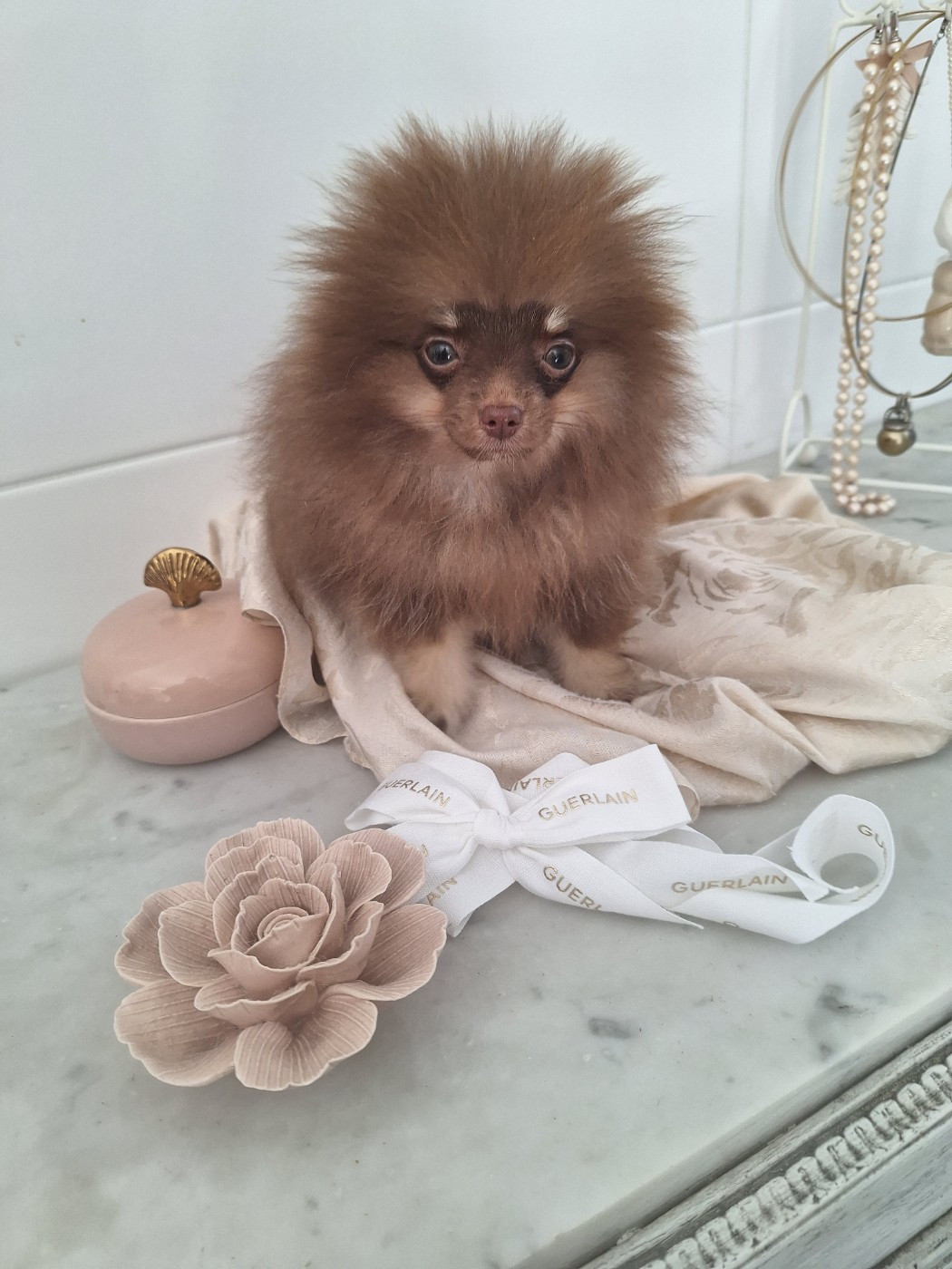 of verywhip - Chiots disponibles - Spitz allemand