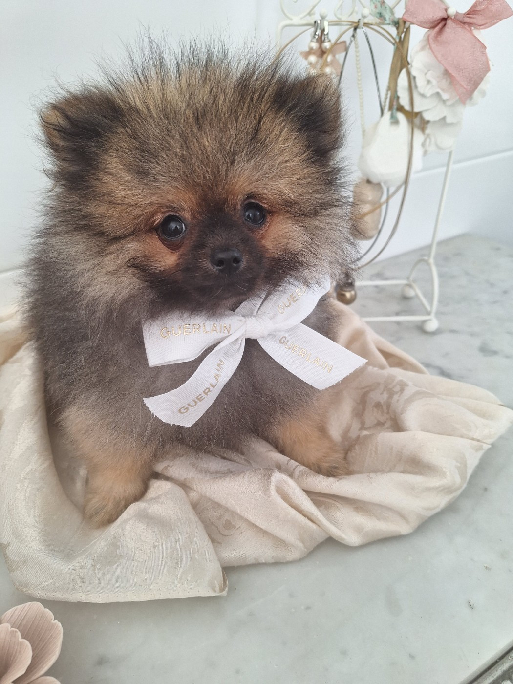 of verywhip - Chiots disponibles - Spitz allemand