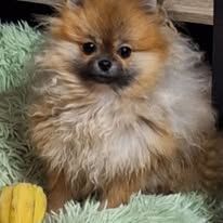 of verywhip - Chiots disponibles - Spitz allemand