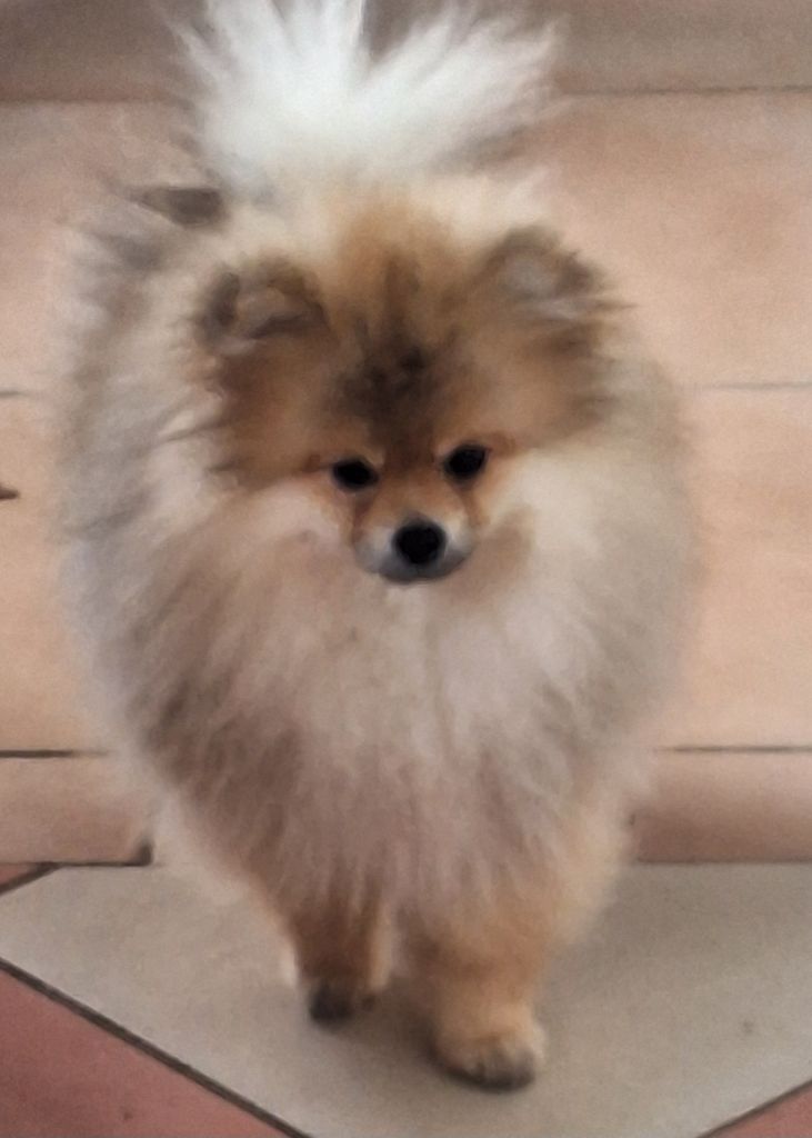 of verywhip - Chiots disponibles - Spitz allemand