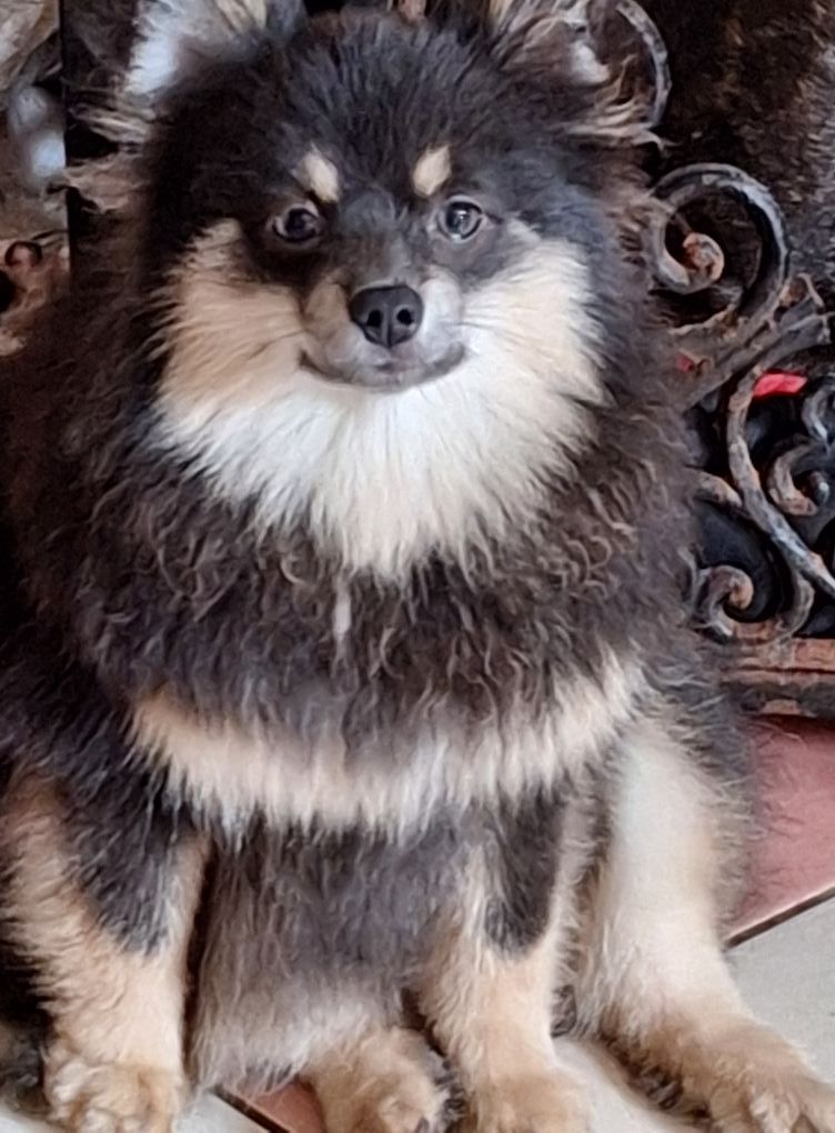 of verywhip - Chiots disponibles - Spitz allemand