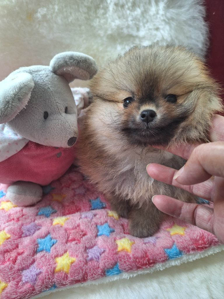 of verywhip - Chiots disponibles - Spitz allemand