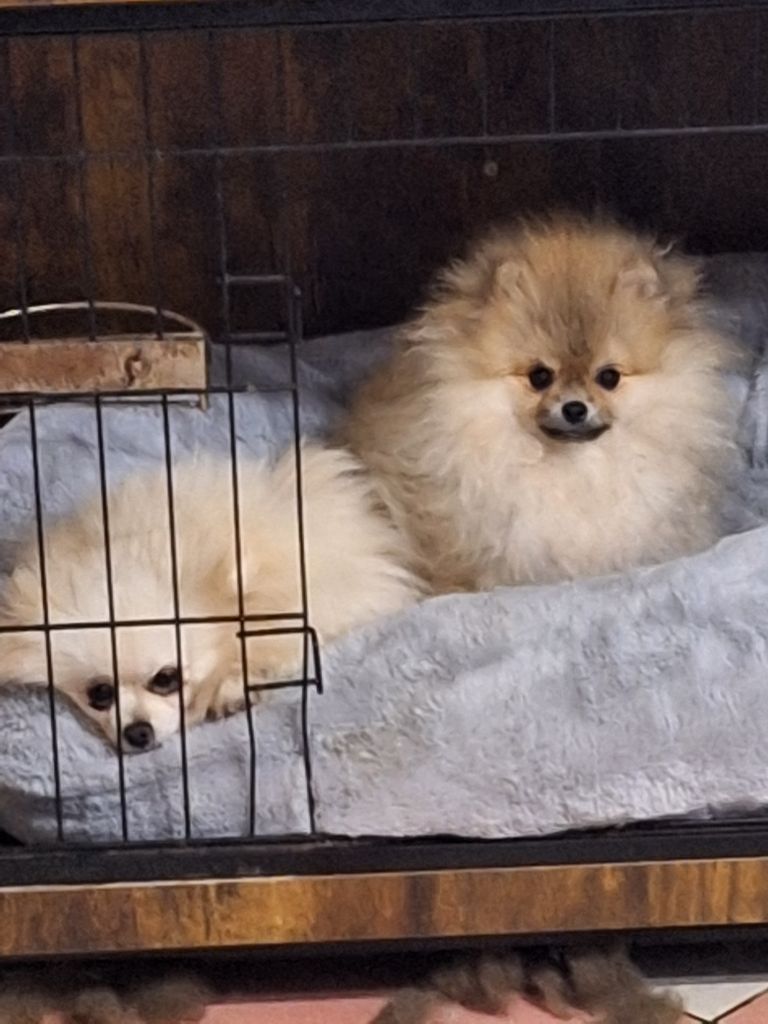of verywhip - Chiots disponibles - Spitz allemand