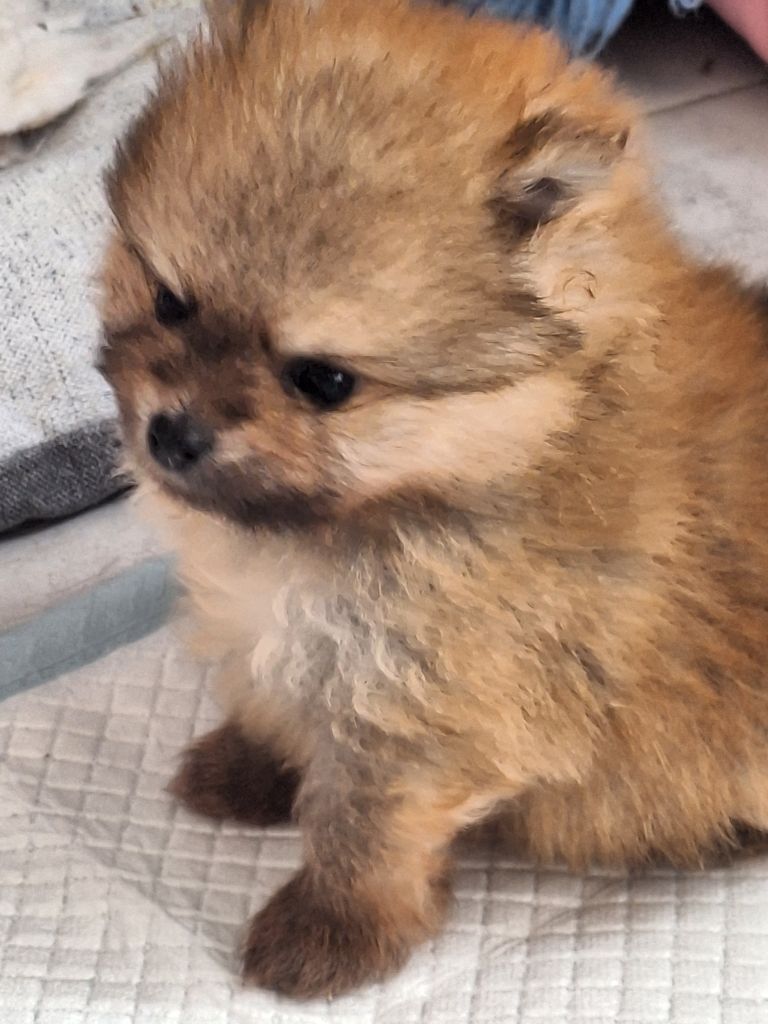 of verywhip - Chiots disponibles - Spitz allemand