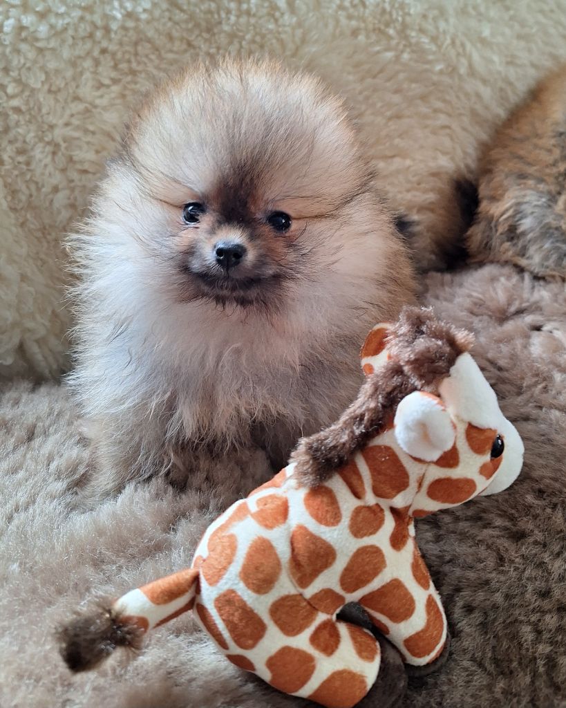 of verywhip - Chiots disponibles - Spitz allemand